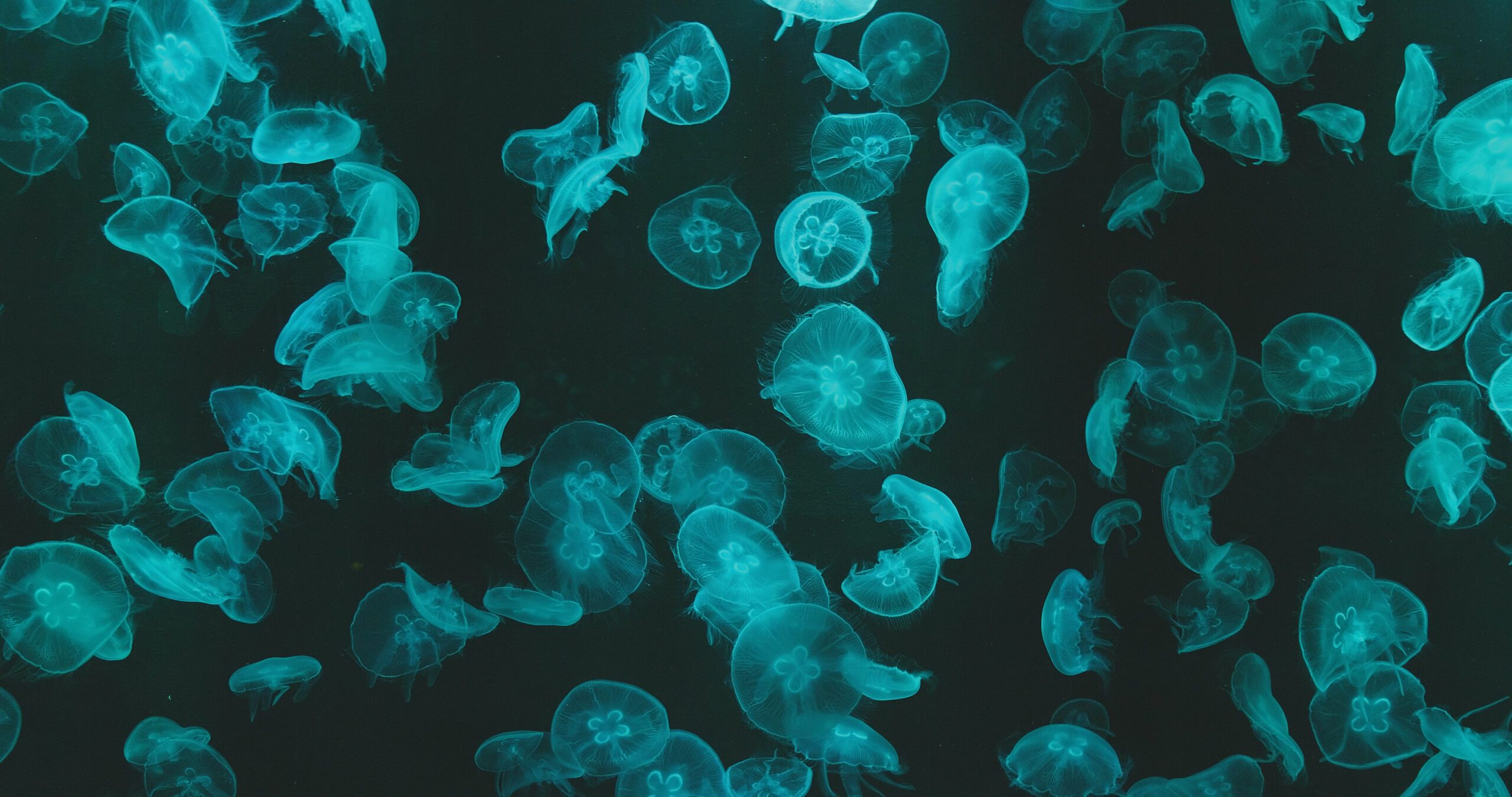 Jellyfish with green light Galuxea
